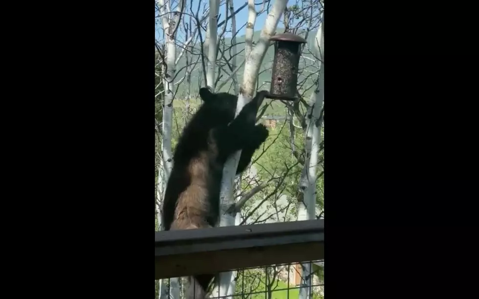 Guy Scolds Bear Stealing from His Birdfeeder