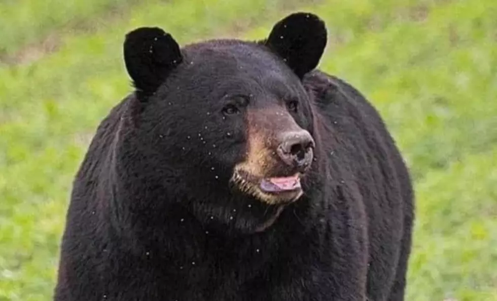 Bruno The Bear Dead After Being Euthanized in Louisiana