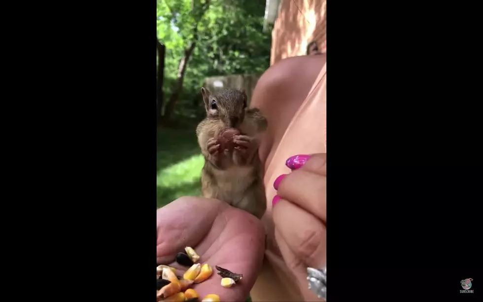 Woman Feeds Chipmunk, It Comes Back for a Kiss