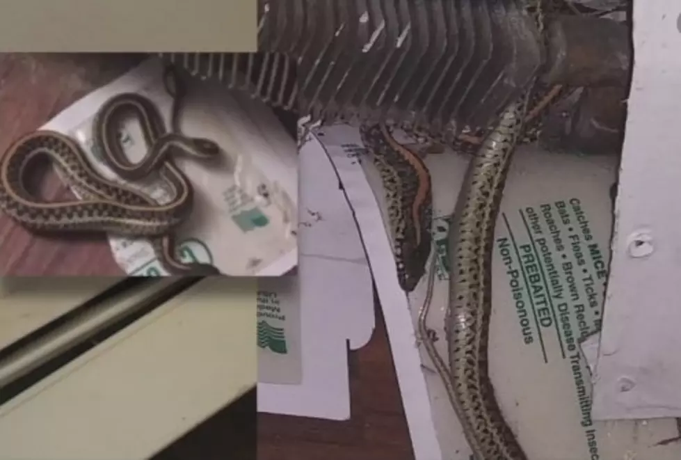 Woman Says Hole In Wall Led to &#8220;At Least 25, 30 Snakes&#8221; Getting Into Her Apartment