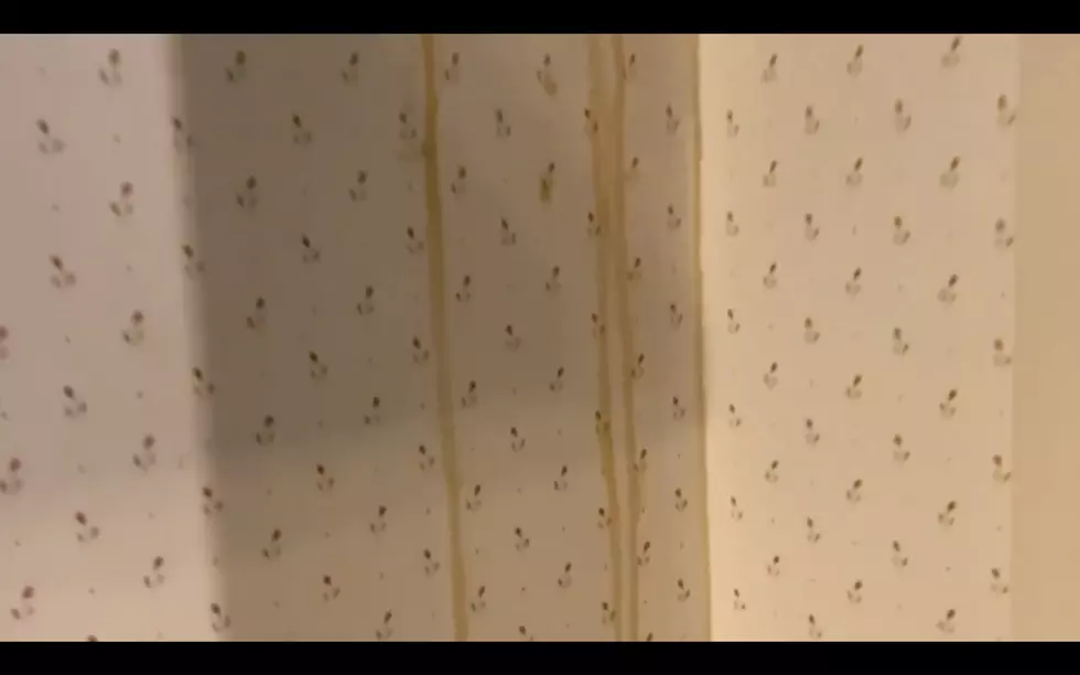 Family Had So Many Bees In Their Home That The Walls Were Leaking Honey