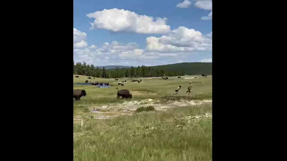 Woman Nearly Trampled By Bison at Yellowstone National Park