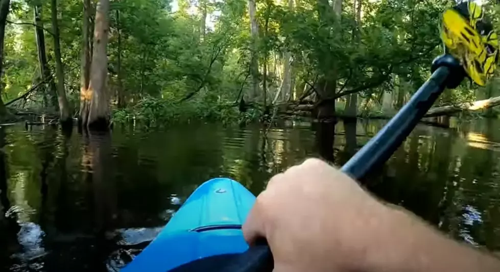 Alligator Flips Over Kayaker