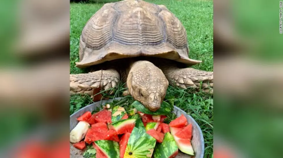 150-Pound Runaway Tortoise Back At Home After 74 Days On The Lam