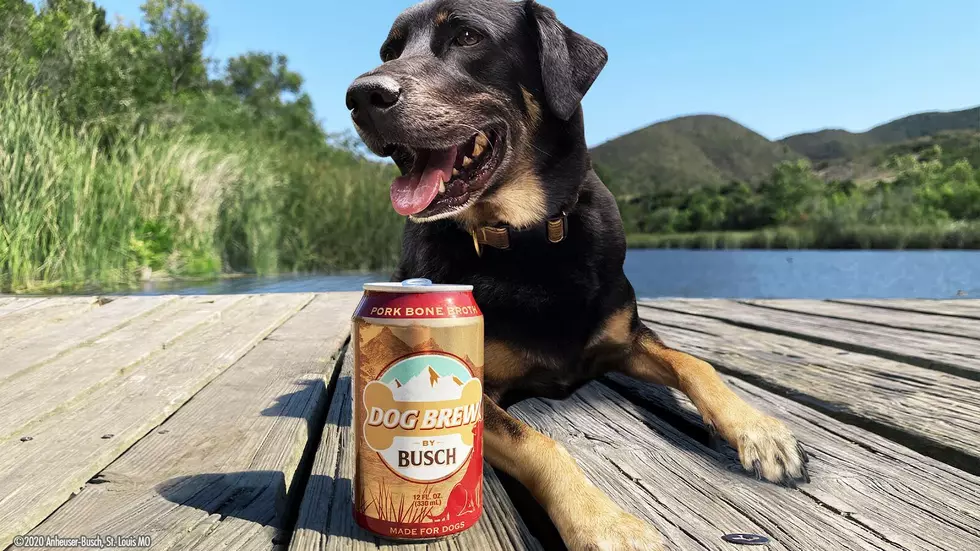 Busch Unveils New Beer, Just For Your Dog