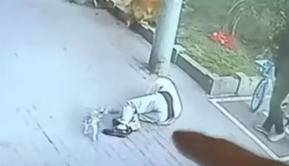 Man Is Knocked Unconscious by a Falling Cat, Who Then Fights His Dog