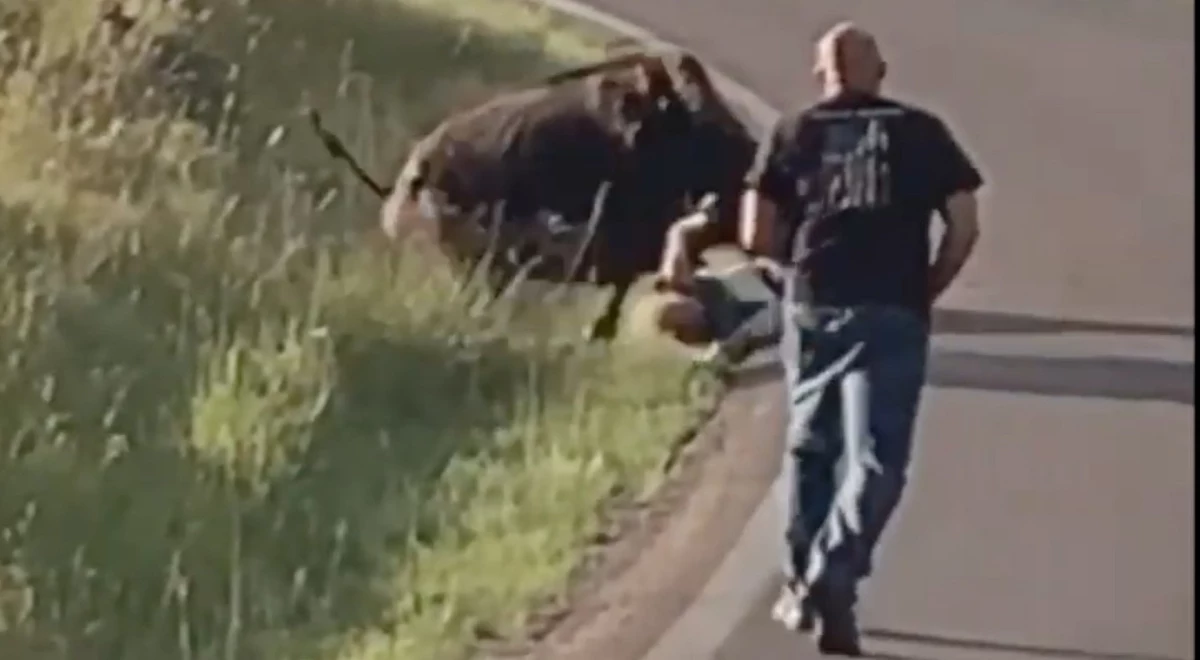 Bison Drags Iowa Woman by Her Pants