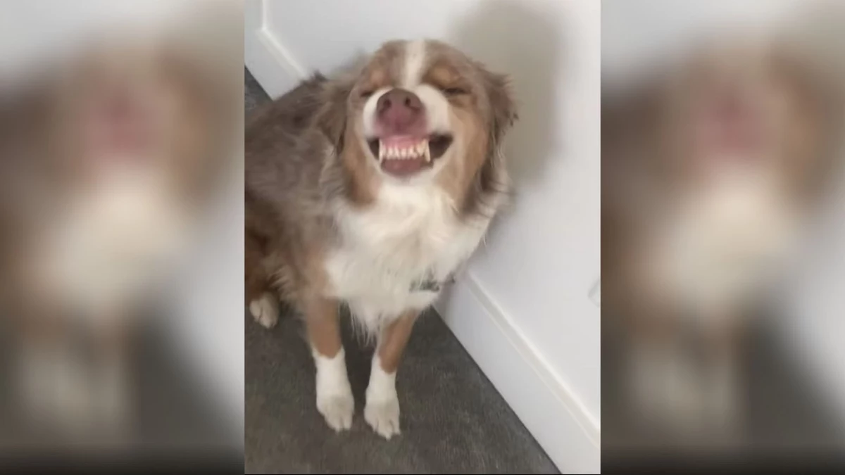 Dog Gets Caught In House, Major Grin