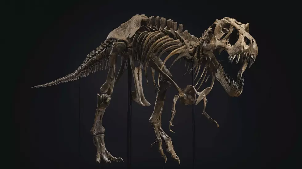 Enormous T. Rex Skeleton Sold at Auction for $32M