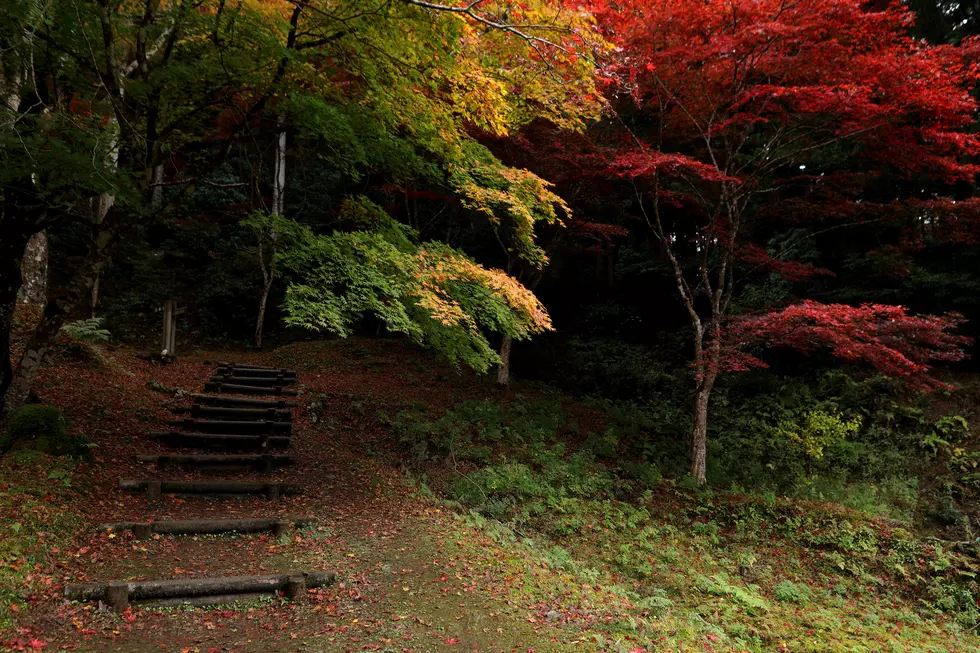 Japanese Tourists Enjoy Autumn Colors At Temples And Shrines