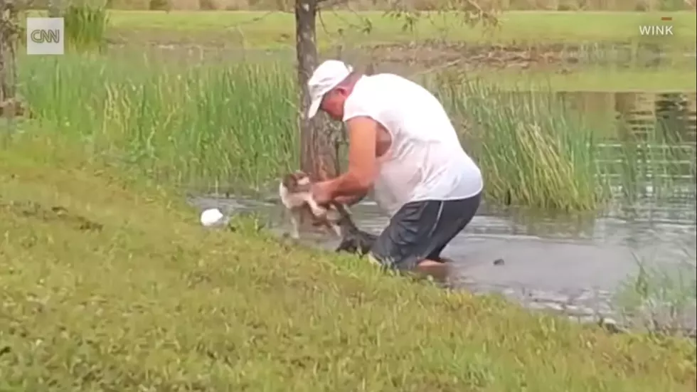 Man Rescues His Dog From the Jaws of an Alligator