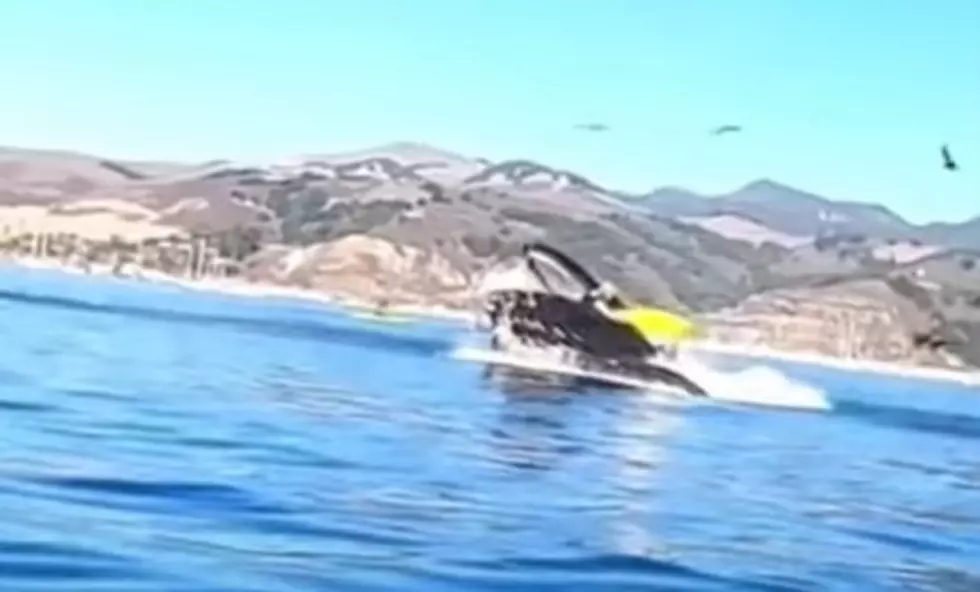 Humpback Whale Scoops Up Kayakers And Spits Them Out