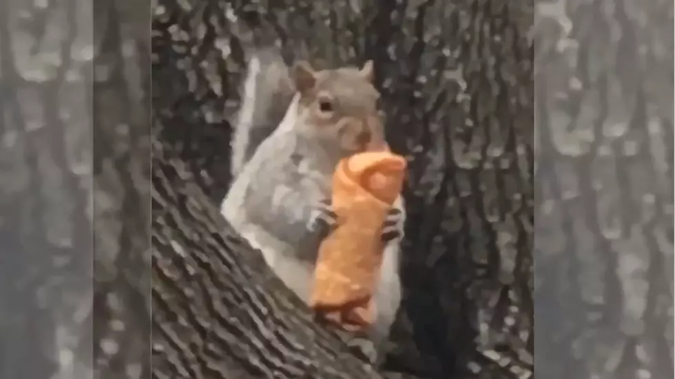 This Eggroll Squirrel is Testing My New Years Resolutions