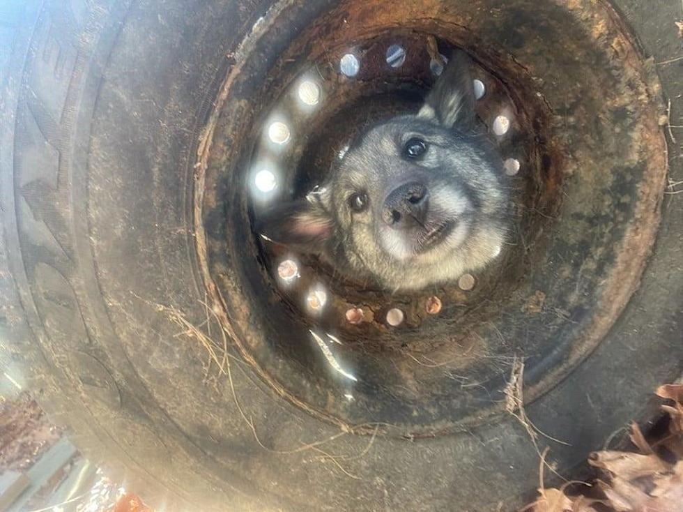 Dog Rescued After Getting Head Stuck in Old Tire