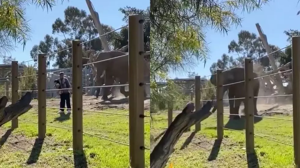 Video Shows Elephant Charge Man, 2-Year-Old in Zoo Exhibit