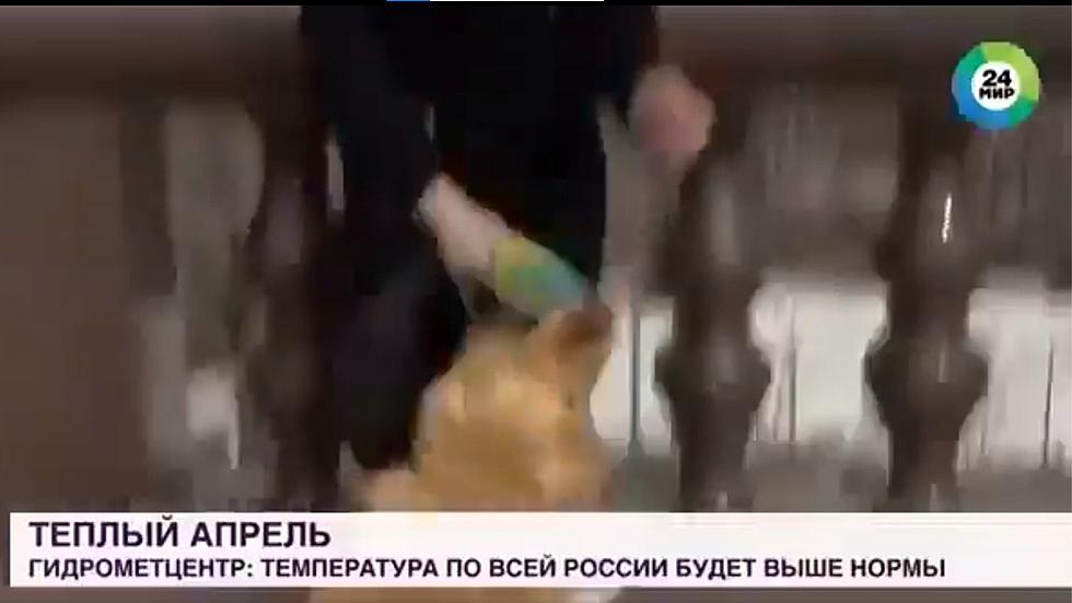 Dog Steals Microphone From TV Reporter During Broadcast