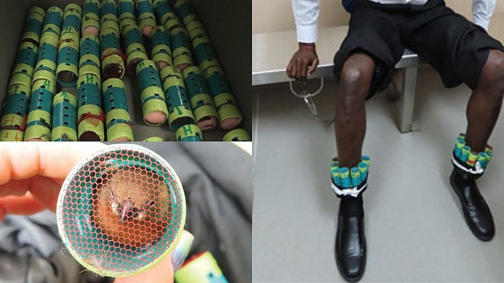 Man Taped 35 Finches In Hair Curlers To His Body For Five-Hour Flight