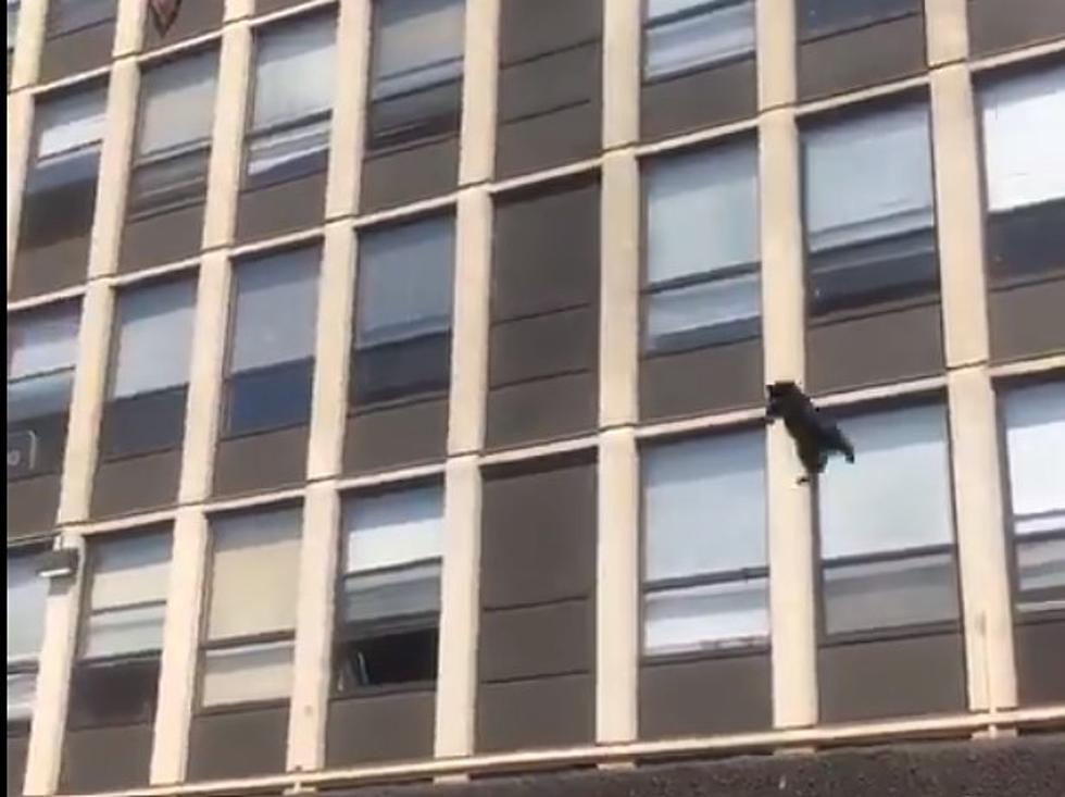 Cat Jumps From Fifth Floor of Burning Building and Walks Away Unamused