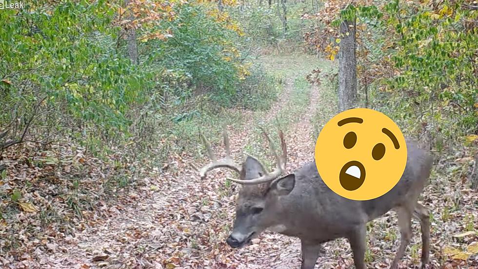 WATCH: Illinois Deer Doesn’t Care His Back Is Missing