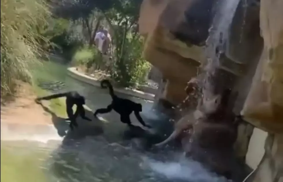 Woman Who Fed Cheetos to Monkeys At Zoo Says She Did Nothing Wrong