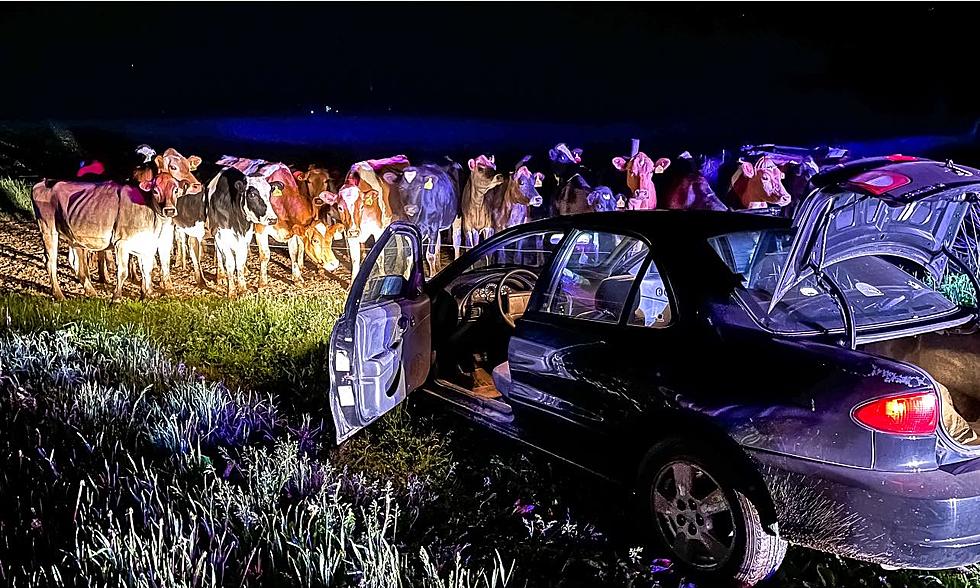 Group of Cows Stop High Speed Police Chase