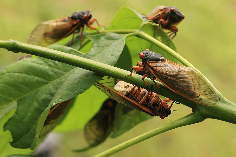 FDA: If You&#8217;re Allergic to Shellfish, Don&#8217;t Eat Cicadas