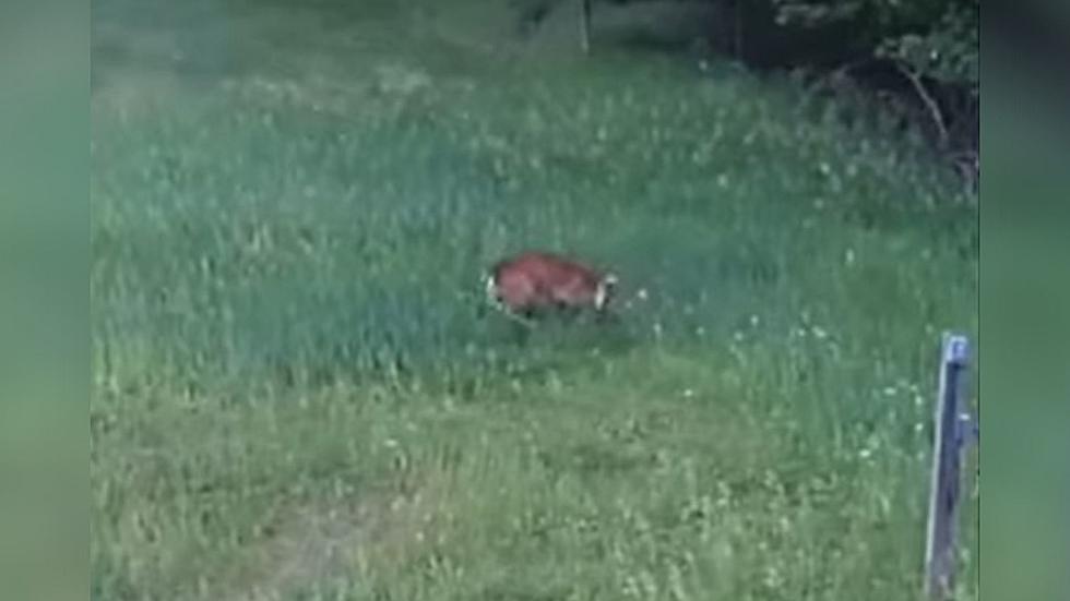 Deer Kicks the Crap Out of Hawk Attacking Rabbit