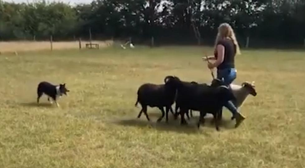 Deaf Sheepdog Learns Sign Language and Loves Rounding Up Sheep
