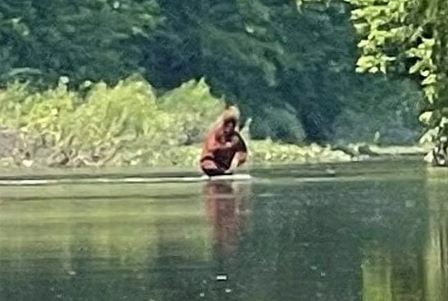 Kayaker Catches Video of Bigfoot Crossing River