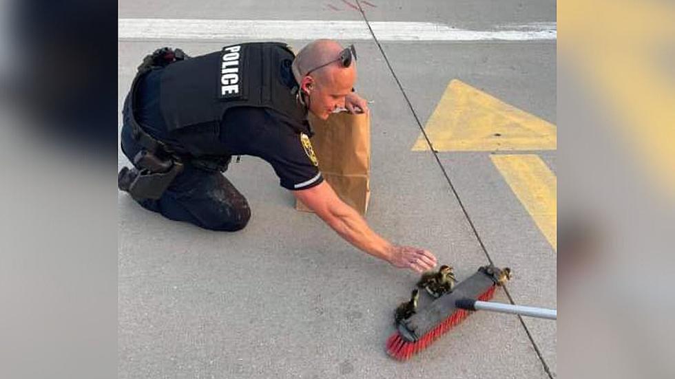 Moline Police Officer Rescues Ducklings From Mall Parking Lot