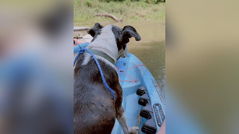 Iowa Kayakers Find Dog Missing for Six Days On An Island