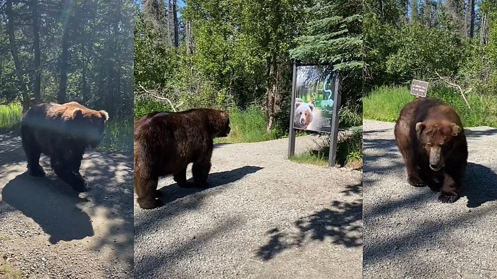 Guy Casually Addresses Bear That Walks By Group