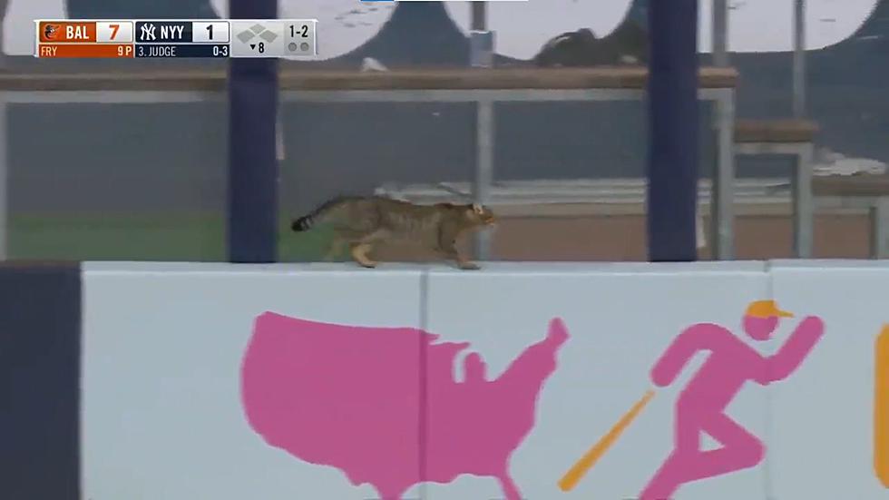 Random Cat Runs Onto Field at Yankees Game Draws Chants From Fans