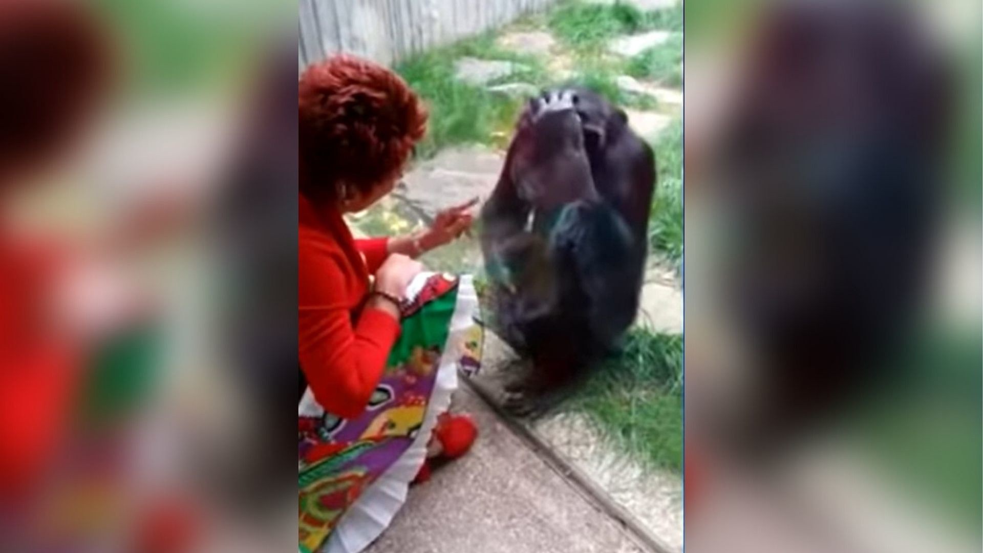 belgian woman banned from zoo chimpanzee attack