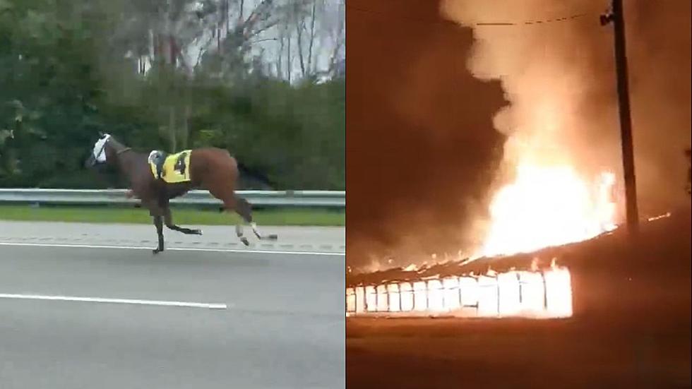 Racehorse Bucked Jockey, Broke Out of Track, Got Caught, Survived Stable Fire