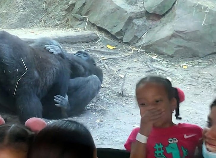 WATCH: Gorillas At Base 3ft The Glass