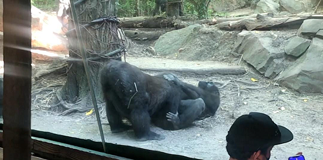 WATCH: Gorillas At Base 3ft The Glass