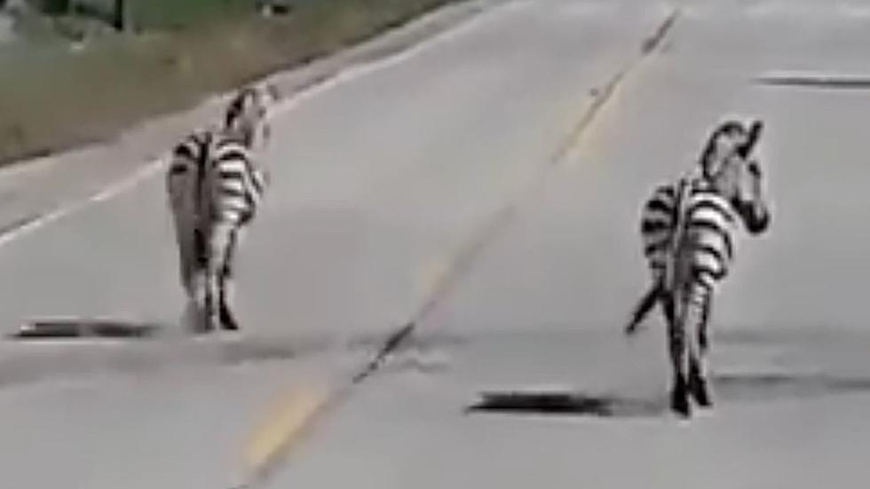 Zebras Caught on Video Wandering Wisconsin Roads