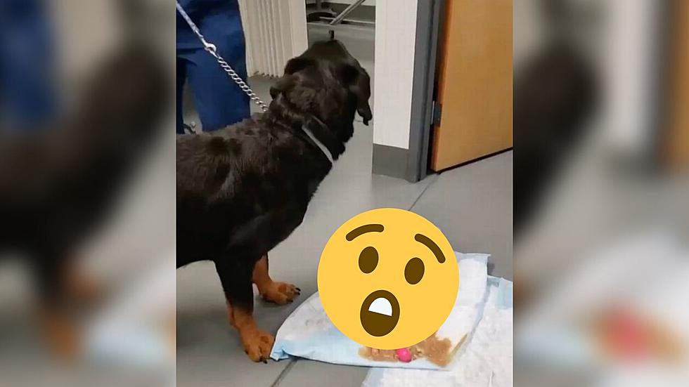 WATCH: Dog At Vet Throws Up A Whole Sex Toy