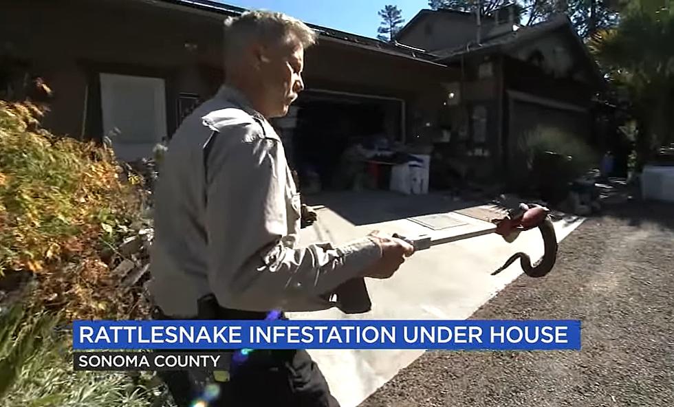 Reptile Rescuer Finds Almost 100 Rattlesnakes Under Home