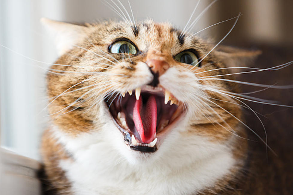 Woman Hospitalized After Telling Cat It Would Go To Timeout For Misbehaving
