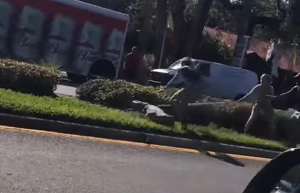 Video Shows Crocodile Jumped Out Of Zoo Tranpsort Into Florida Traffic