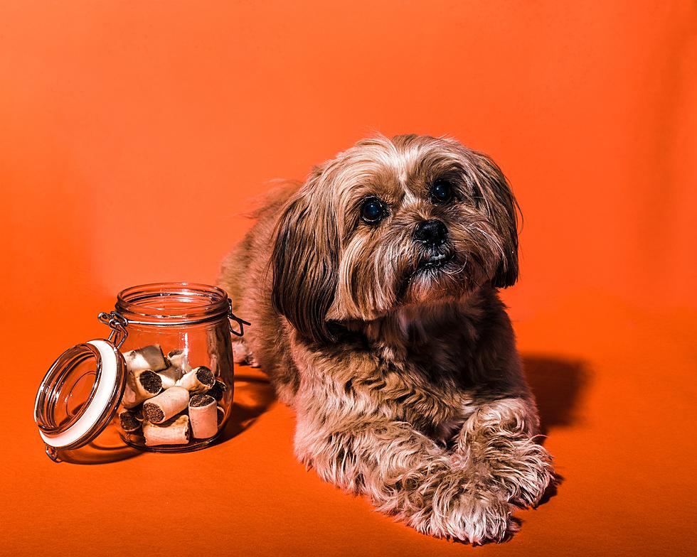 Tricking People Into Eating Dog Treats is Bad. Imagine Eating It On Purpose