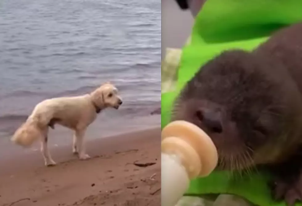 Three-Legged Dog With Cancer Saves Baby Otter In Freezing River