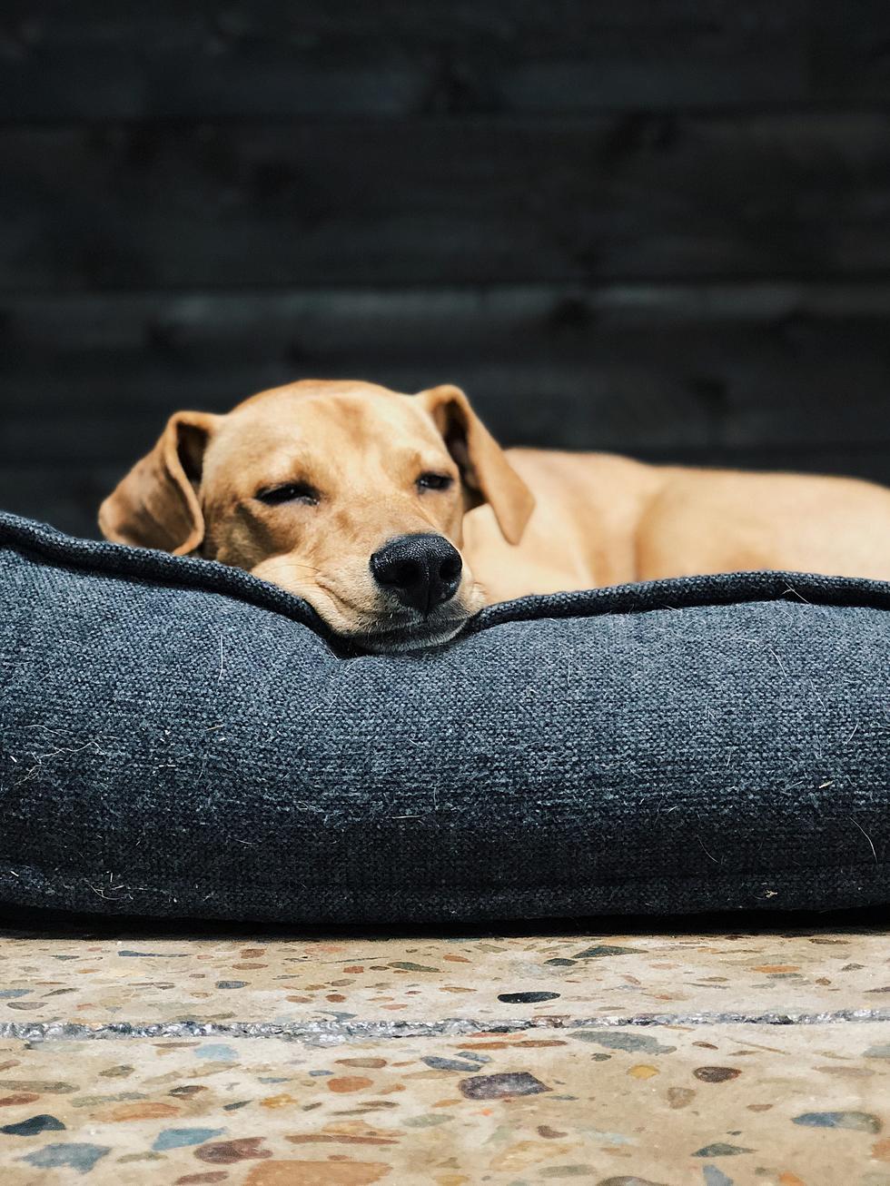 Dogs Make Dog Beds Look So Comfy!  How About One For Yourself?