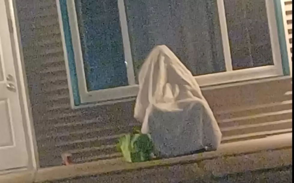 Man Hides From Cops Under A Bedsheet