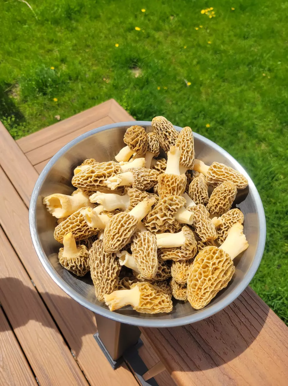 It&#8217;s Morel Season!  Do You Love Them or Think They Taste Like Shiitake?