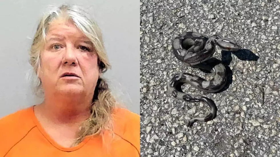 Florida Woman Hits Officer&#8217;s Squad Car, Swerves and Throws Fake Snake To Evade