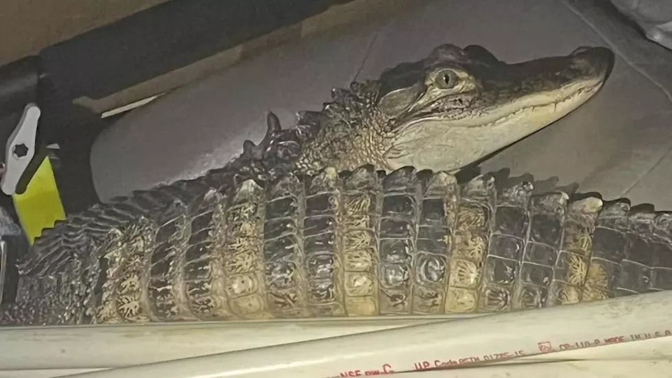 Police Find That Man Has Alligator Passenger, But This Is Not A Florida Man Story