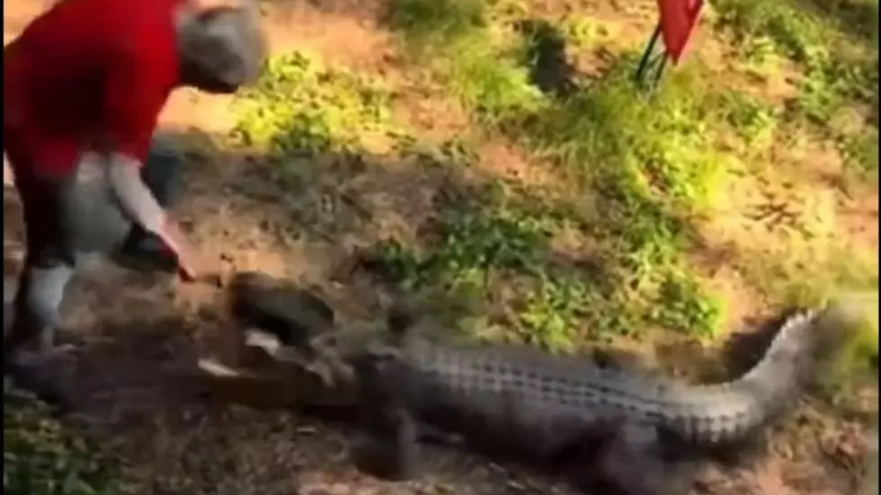 VIDEO: Florida Man Runs Off Gator With a Frying Pan